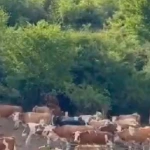 Збор Сува Планина profile